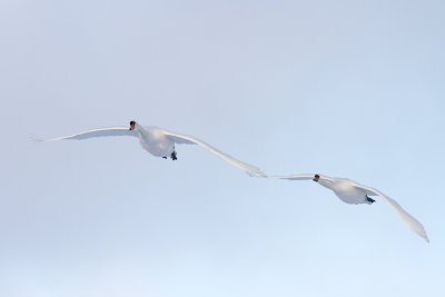 Knölsvan - Mute Swan (Cygnus Olor)