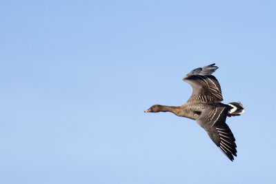 Sädgås - Bean Goose (Anser Fabalis)