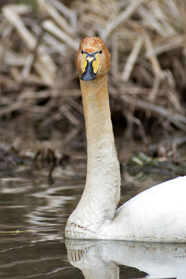 Sångsvan - Whooper Swan (Cygnus Cygnus)