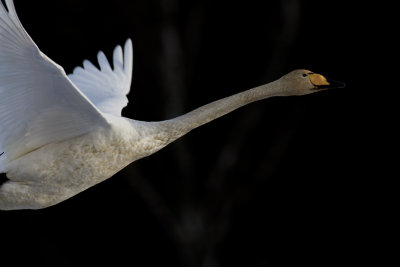 Sångsvan - Whooper Swan (Cygnus Cygnus)