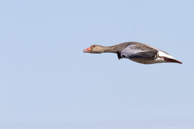 Grågås - Greylag Goose (Anser Anser)