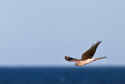 Ängshök - Monatgue's Harrier (Circus Pygargus)