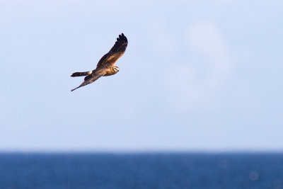 Ängshök - Monatgue's Harrier (Circus Pygargus)