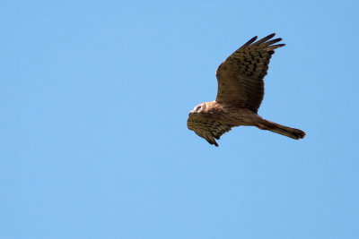 Ängshök - Monatgue's Harrier (Circus Pygargus)