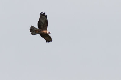 Bivråk - European Honey Buzzard (Pernis Apivorus)