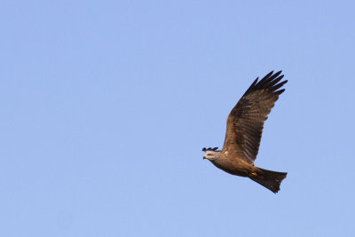 Brun glada - Black Kite (Milvus Migrans)