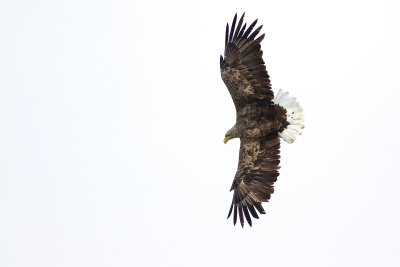 Havsörn - White-tailed Eagle (Haliaeetus Albicilla)