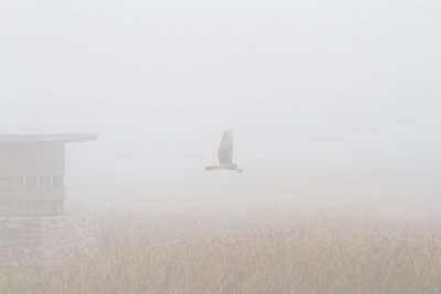 Blå kärrhök - Hen Harrier (Circus Cyaneus)