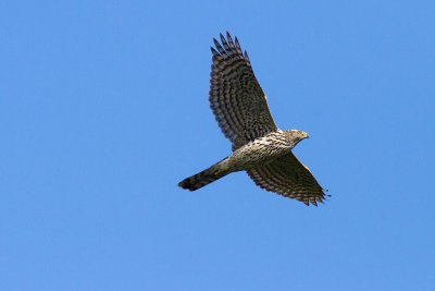 Duvhök - Northern Goshawk (Accipiter Gentilis)