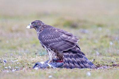 Duvhök - Northern Goshawk (Accipiter Gentilis)