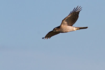 Sparvhök - Eurasian Sparrowhawk (Accipiter Nisus)