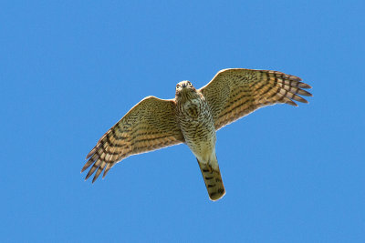 Sparvhök - Eurasian Sparrowhawk (Accipiter Nisus)