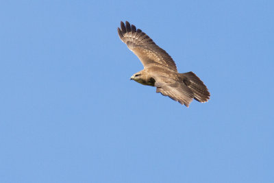 Ormvråk - Common Buzzard (Buteo Buteo)