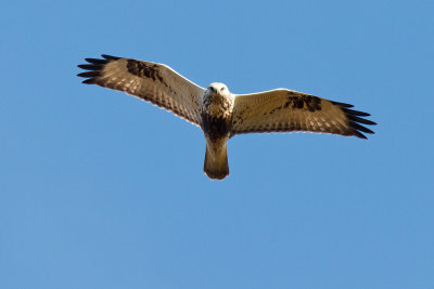 Fjällvråk - Rough-legged Buzzard (Buteo Lagopus)