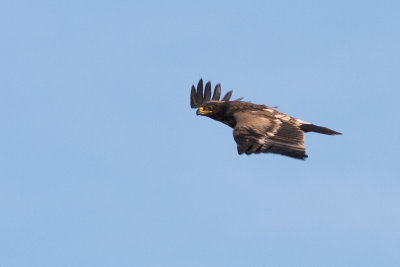 Stäppörn - Steppe Eagle (Aquila Nipalensis)