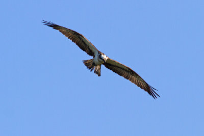 Fiskgjuse - Osprey (Pandion Haliaetus)