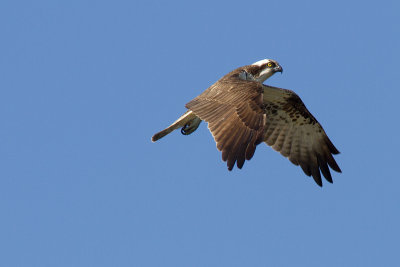 Fiskgjuse - Osprey (Pandion Haliaetus)