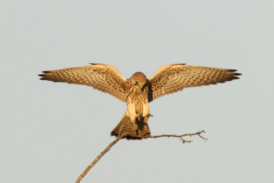 Tornfalk - Common Kestrel (Falco Tinnunculus)