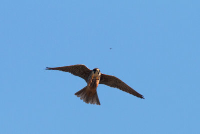 Lärkfalk - Eurasian Hobby (Falco Subbuteo)