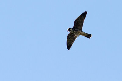 Lärkfalk - Eurasian Hobby (Falco Subbuteo)