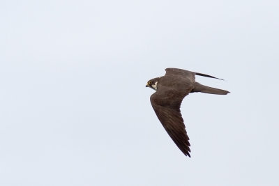 Lärkfalk - Eurasian Hobby (Falco Subbuteo)