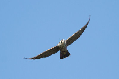 Lärkfalk - Eurasian Hobby (Falco Subbuteo)