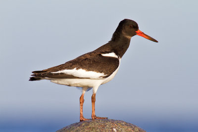 Strandskata - Eurasian Oystercatcher (Haematopus Ostralegus)