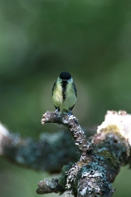 Talgoxe - Great Tit (Parus Major)