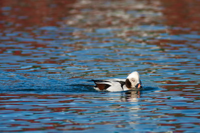 Alfågel - Long-Tailed Duck (Clangula Hyemalis)