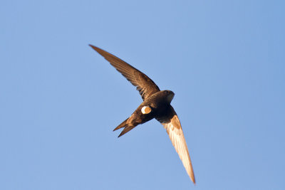 Tornseglare - Common Swift (Apus Apus)