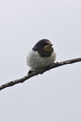 Ladusvala - Barn Swallow (Hirundo Rustica)