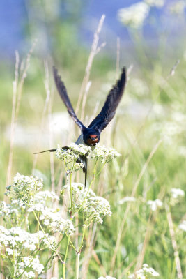 Ladusvala - Barn Swallow (Hirundo Rustica)