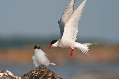 Silvertärna - Arctic Tern (Sterna Paradisaea)