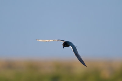 Svarttärna - Black Tern (Chlidonias Niger)
