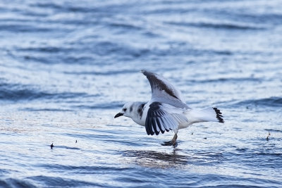 Tretåig mås - Black-Legged Kittiwake (Rissa Tridactyla)