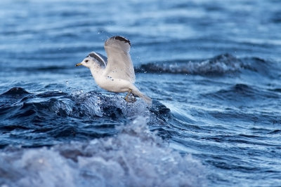 Fiskmås - Mew Gull (Larus Canus)