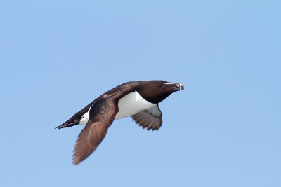 Tordmule - Razorbill (Alca Torda)