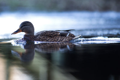 Gräsand - Mallard (Anas Platyrhynchos)