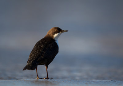 Strömstare - White-Throated Dipper (Cinclus Cinclus)
