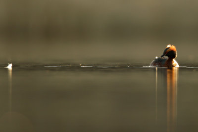 Svarthakedopping - Horned Grebe (Podiceps Auritus)