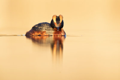 Svarthakedopping - Horned Grebe (Podiceps Auritus)