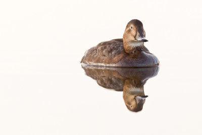 Brunand - Common Pochard (Aythya Ferina)