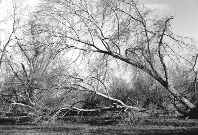 Trees succumb to fierce winds
