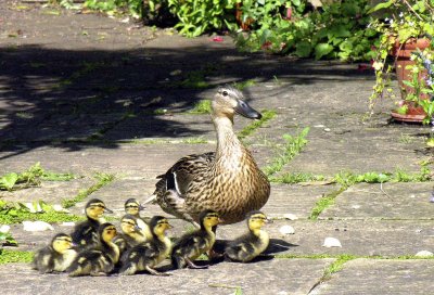 Duck family visits our garden