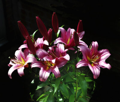 Flowers