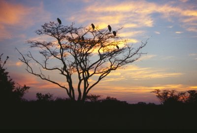 Africa: vultures on the look-out