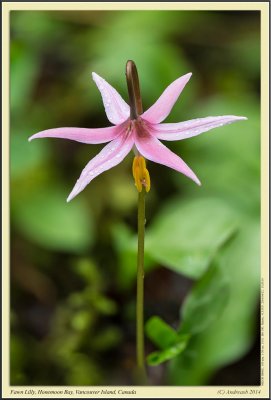 Fawn_Lilly_Panorama4.jpg