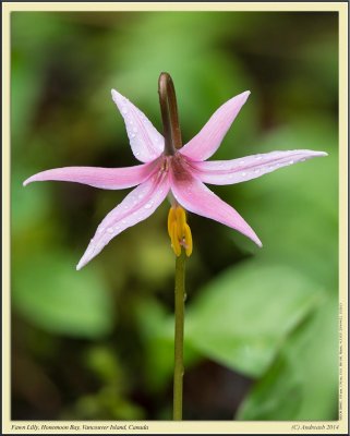 Fawn_Lilly_Panorama5.jpg