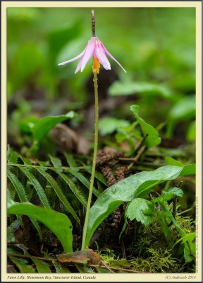 Fawn_Lilly_Panorama6.jpg