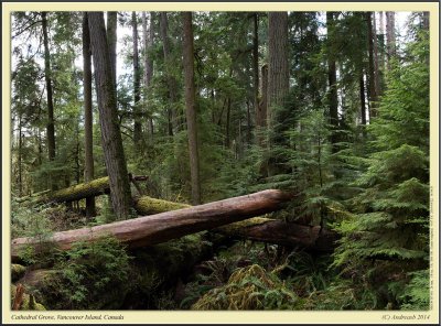 little_qualicum_falls